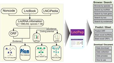 LncPep: A Resource of Translational Evidences for lncRNAs